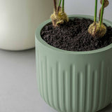 Arcus Ionic - Salbeigrün Finestgreen