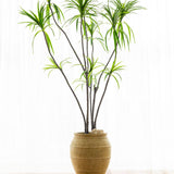 Dracaena Marginata Kunstpflanze XL 230cm - Finestgreen