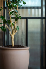 Ficus Triangularis Baum Kunstpflanze L 180cm - Finestgreen