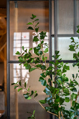 Ficus Triangularis Baum Kunstpflanze L 180cm - Finestgreen