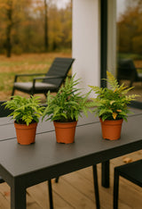 3x Gemischte Farnen Ø:12 H:30 cm Finestgreen