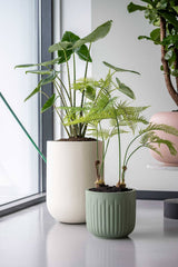 Arcus Ionic - Salbeigrün Finestgreen