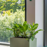 Jort Ionic - Salbeigrün Finestgreen