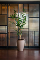 Ficus Triangularis Baum Kunstpflanze L 180cm - Finestgreen