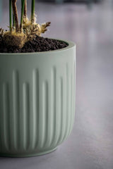 Arcus Ionic - Salbeigrün Finestgreen