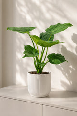 Alocasia Cucullata kaufen — Zimmerpflanze mit herzförmigen glänzenden Glücksblättern