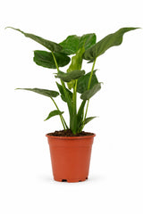 Alocasia Cucullata als Zimmerpflanze — kompakter tropischer Eyecatcher für helle Räume
