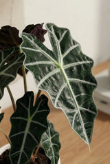 Alocasia Polly Ø:12 H:40 cm Finestgreen
