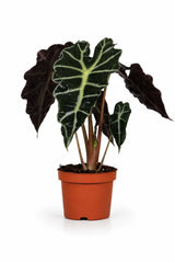 Alocasia Polly Ø:12 H:40 cm freigestellt Finestgreen