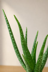 Aloe Vera Blattdetail — fleischige Blätter der medizinischen Wüstenpflanze
