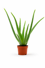 Aloe Vera als Zimmerpflanze — robuste Sukkulente für sonnige Fensterbänke