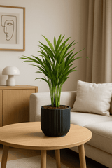 Areca - Goldfruchtpalme Finestgreen