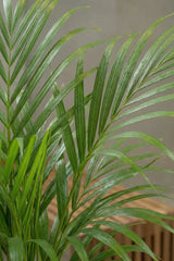 Goldfruchtpalme Areca — luftreinigende Zimmerpflanze mit eleganten Fiederblättern