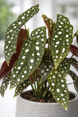 Begonia Maculata Ø:12 H:20 cm Finestgreen