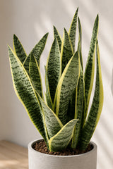 Sansevieria laurentii Blattdetail — aufrechte Blätter mit charakteristischem gelbem Rand