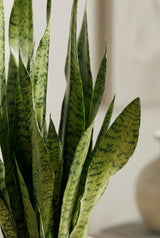 Bogenhanf Sansevieria zeylanic Nahaufnahme — charakteristische grüne Blätter mit weißen Streifen