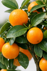 Citrus Calamondin Zimmerpflanze — Zwergzitrusbaum mit orangefarbenen Früchten