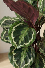 Calathea Medallion - Korbmarante Ø:21 H:70 cm Finestgreen