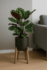 Calathea Set - Orbifolia & Medallion Finestgreen