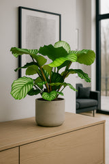 Calathea Set - Orbifolia & Medallion Finestgreen