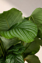 Calathea Orbifolia - Korbmarante Ø:21 H:70 cm Nahaufnahme Finestgreen