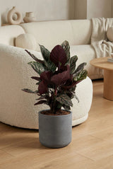 Calathea Ornata kaufen — Korbmarante mit eleganten rosa Pinstripes, 80 cm