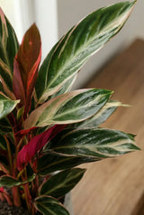 Calathea Triostar Korbmarante — tropische Zimmerpflanze mit bunten dreifarbigen Blättern