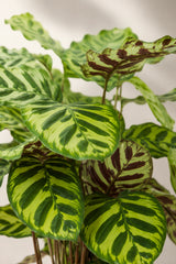 Calathea makoyana Blattdetail — Pfauenmuster und Zeichnung der Korbmarante