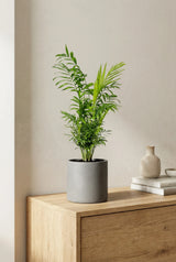Chamaedora Elegans kaufen — Bergpalme mit elegant gebogenen Fiederblättern, 60 cm
