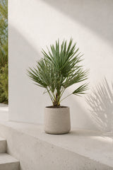 Chamaerops Humilis kaufen — winterharte Zwergpalme für Balkon und Garten, 65 cm