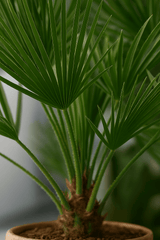 Zwergpalme Chamaerops Humilis — mediterrane Palme mit fächerförmigen Blättern