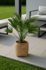 Chamaerops Humilis Zwergpalme kaufen — üppige Kübelpflanze für Terrasse, 100 cm