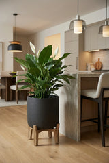 Charlie Black Washed Feet Low Pflanzkübel Schwarz auf Holzfüßen mit Spathiphyllum bepflanzt || Abgebildete Größe: XL
