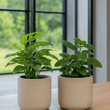 2x Charlie Grey Washed Ø:18 cm – Freisteller Set Produktfoto