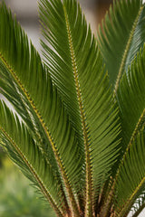 Sagopalme Cycas revoluta — urweltliche Zimmerpflanze mit fächerförmigen Blättern