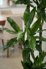 Dracaena Janet Lind Drachenbaum — robuste Zimmerpflanze mit grünen Blattbüscheln