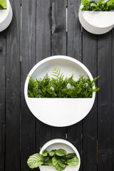 Hanging Wally Wandpflanzschale Hochglanz Weiß aus Fiberstone – im Lifestyle-Setting