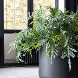 Jumbo Patt Pflanzkübel Schwarz aus Fiberstone – im Lifestyle-Setting