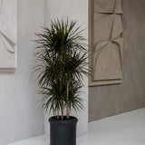 Max Classic Pflanzkübel Schwarz aus Fiberstone – Heritage-Optik Outdoor