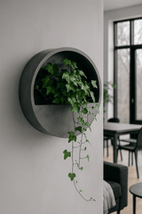 Bepflanzter Efeu Hedera Helix Wonder in einem hängenden Wandgefäß von Flora@Home, ideal für kleine Pflanzen.