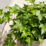 Efeu - Hedera Helix Wonder