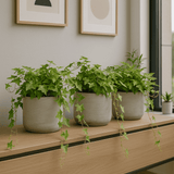 Efeu Hedera Helix Wonder 3er Set Finestgreen