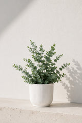 Eucalyptus Gunnii kaufen — aromatischer Eukalyptusbaum für Garten und Terrasse
