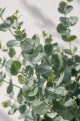Eucalyptus Gunnii Blattdetail — runde silbergrüne Blätter des Kammgrünen Eukalyptus