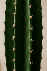 Euphorbia erytrea - Wolfsmilchkaktus Ø:19 H:70 cm Finestgreen