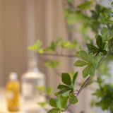Enkianthus perulatus Kunstpflanze M 180cm - Finestgreen