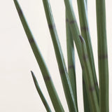 Sansevieria Cylindrica Kunstpflanze M 120cm - Finestgreen
