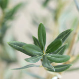 Olivenbaum Kunstpflanze L 180cm - Finestgreen