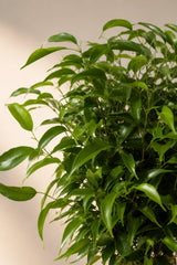 Ficus Natasja Blattdetail — glänzende dunkelgrüne Blätter der Zwergfeigenart