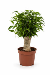 Ficus Natasja als Zimmerpflanze — vielseitiger kleiner Baum für Schreibtisch und Regal